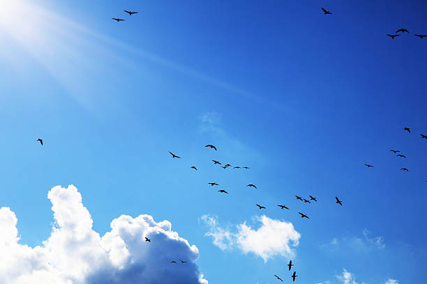 istock A beautiful sky with flying birds on it 2244745902