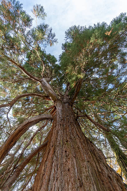 Redwood Tree - Mammut Tree in Duesseldorf Germany Suedpark Friedhof Stoffeln. High quality photo