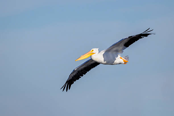 istock American white pelican (Pelecanus erythrorhynchos) 2244747168