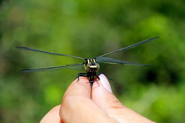 A close-up view of a black and yellow dragonfly resting on a person's finger, showcasing its intricate wings and details.