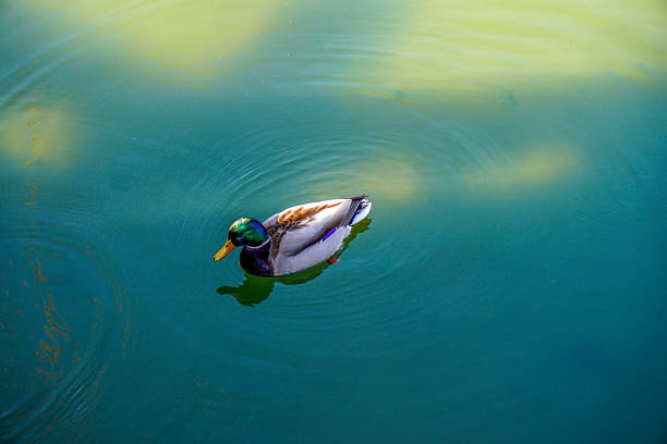 cool mini duck swimming in isolated lake