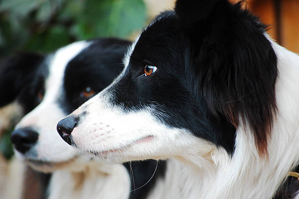Border collie holding leash in mouth outdoors