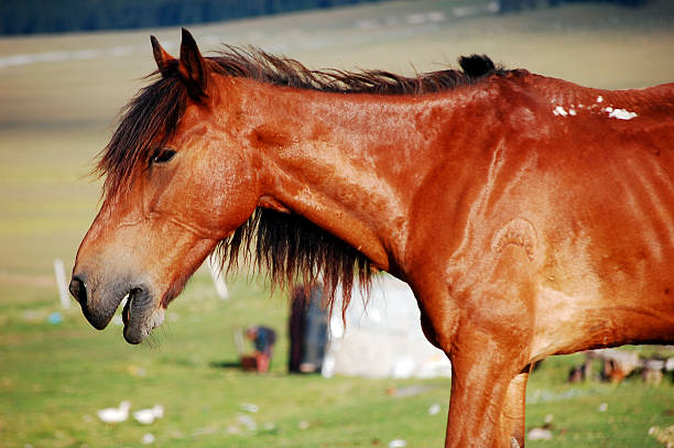 A brown horse is standing on a green grassy field, showcasing its sleek coat and mane.