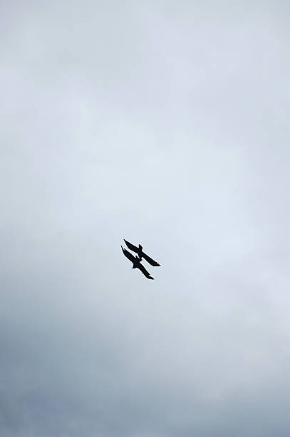 istock Two birds flying in the cloudy sky 2244747440