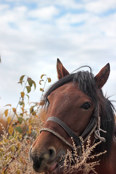 A brown horse with black mane is in a field with some plants under a cloudy sky.