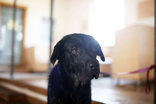 Happy black lab dog looking up