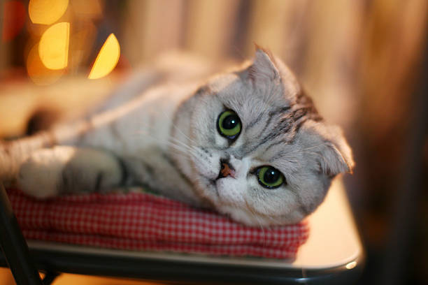 A cute gray cat is lying on a red checkered cloth, showing its green eyes and relaxed state.