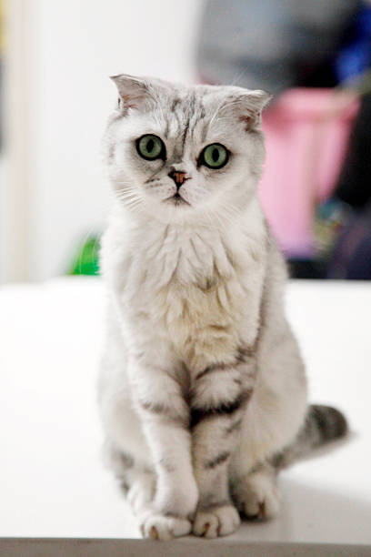 A cute gray cat with bright green eyes is sitting on a white surface, looking directly at the camera.