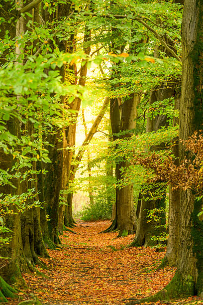 Landscape at the Springedal forest near Ootmarsum in Twente during a beautiful fall day.