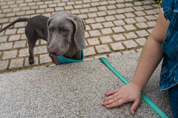 Weimaraner puppy wearing a turquoise harness looking at its owner sitting on a granite curb in a cobblestone street
