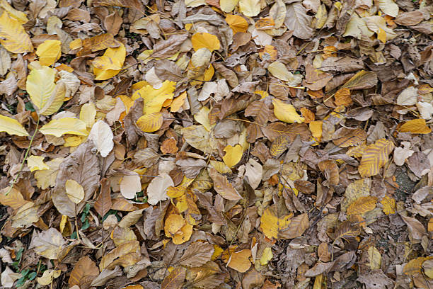 Close-Up Of Autumn Leaves In Shades Of Yellow And Brown Lying On The Ground, Representing Fall Season, Nature Decay, And Seasonal Change.