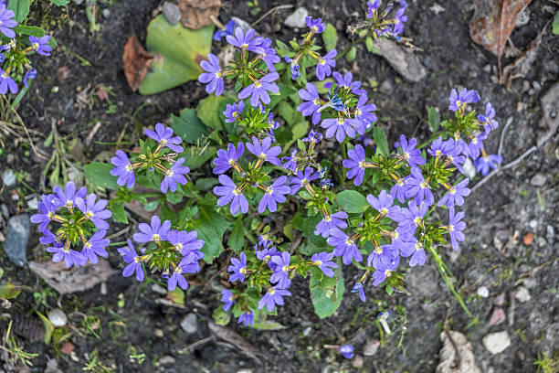 Scaevola aemula - fairy or common fan flower, flowering plant in the family Goodeniaceae.