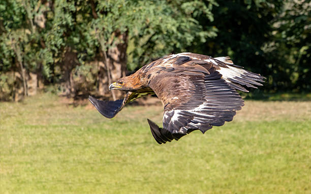 istock The Golden Eagle (Aquila chrysaetos) flying over a summer nature with sunlight 2244749415