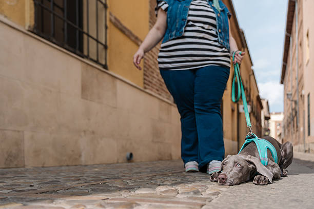 Weimaraner puppy lying down on the ground refusing to walk while its owner continues walking down a european street