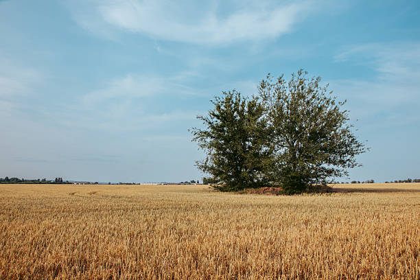 Scenic view of mountain meadow and solitary tree, Rocky Mountains in distance