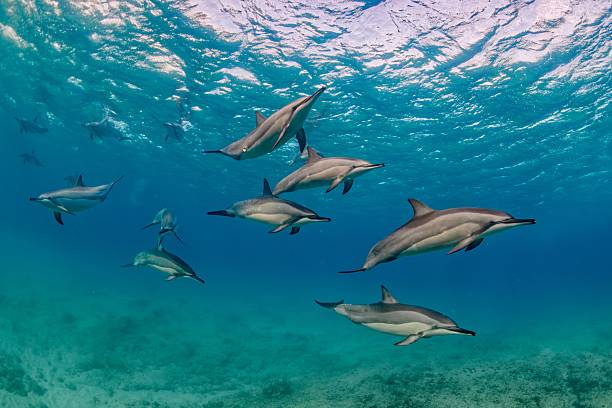 istock Spinner dolphins (Stenella longirostris). Southern Indian Ocean (Mauritius) 2244750157