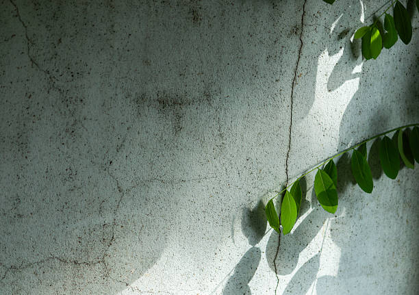 istock Concrete wall background with green leaves and shadows 2244750884