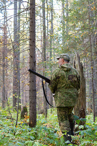 Early autumn. A hunter with a hunting weapon in his hands walks through a spruce forest.