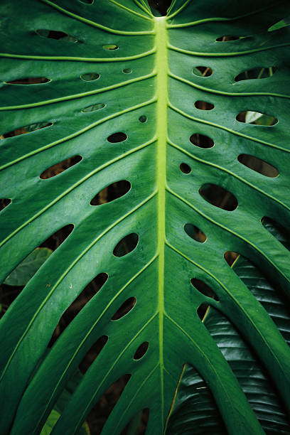 Close-up of perforated monstera leaf in green