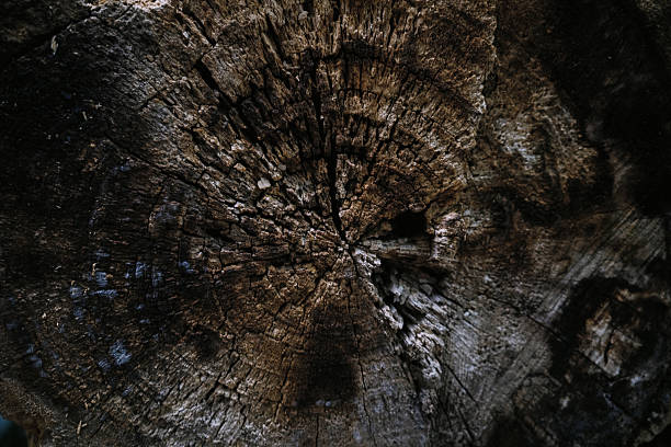 Close-up of weathered tree stump rings