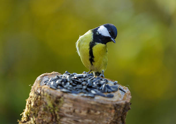 istock bird feeding on a bird feeder with sunflower seeds. Great tit 2244752760