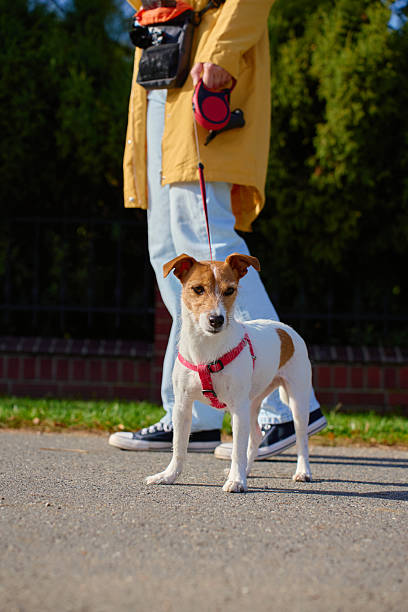 istock Small dog on leash walking with owner in sunny day 2244752981