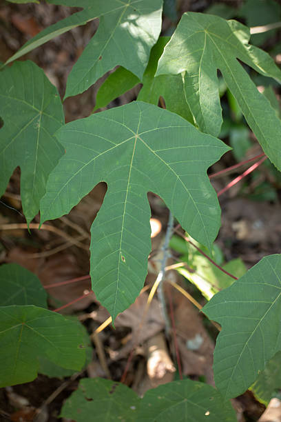 istock Close-up of Green Leaf with Visible Vein Pattern 2244754841