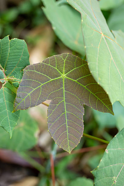 istock Close-up of Macaranga Leaf Showing Distinct Reddish Pattern and Green Veins 2244754852