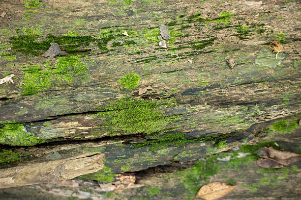 natural background / forest