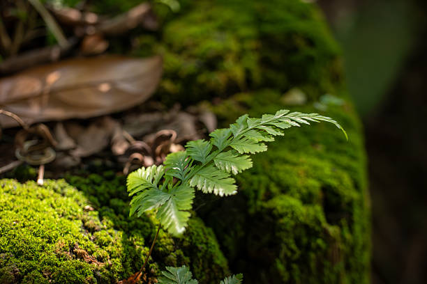 Small Fern Frond Growing on Top of Thick Moss Covered Log