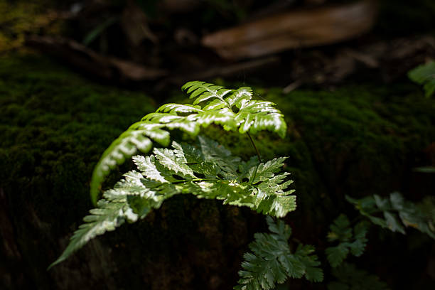 Single Green Fern Frond Illuminated by Sunray in Dark Forest