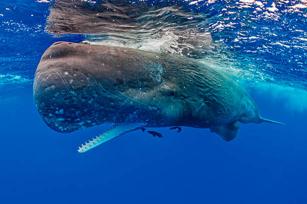 istock Female sperm whale (Physeter macrocephalus) with calf (Southern Indian Ocean) Mauritius 2244756567