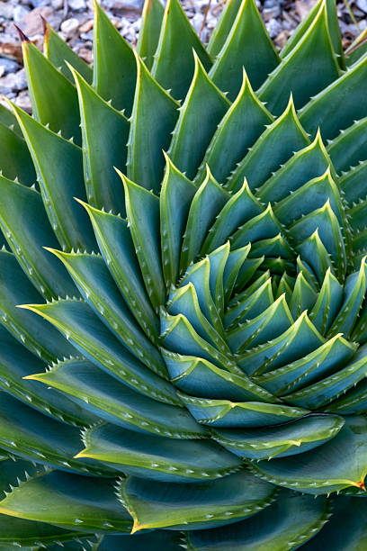 istock Aloe polyphylla, Spiral Aloe 2244759441