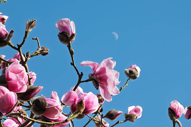istock Magnolia 'Susanna van Veen' 2244759480