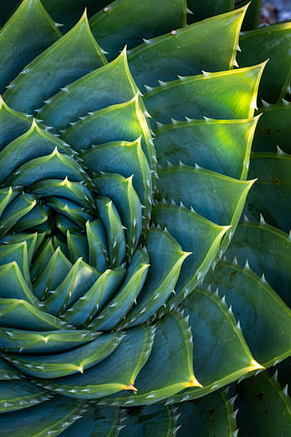istock Aloe polyphylla, Spiral Aloe 2244759536