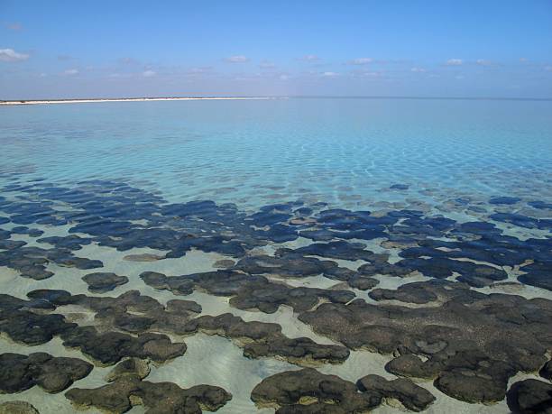 A stretch of beach with a mixture of rocks, sand and moss