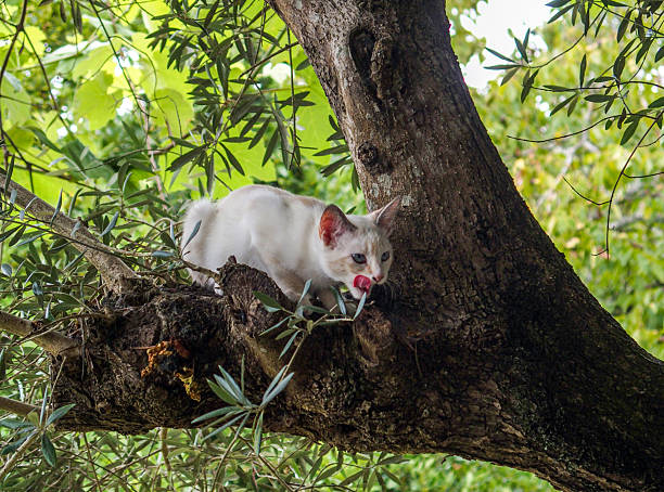 A close-up photograph of a curious white kitten with striking light blue eyes perched on the thick branch of an olive tree. The young cat, which has faint patches of light beige or fawn fur, is captured in a moment of natural action, licking its lips with a pink tongue. The scene is set in an outdoor environment, surrounded by the bright green foliage and distinctive silvery-green leaves of the olive tree, with the rough bark of the trunk providing a contrasting texture. This image perfectly encapsulates the agility and playful nature of a domestic feline kitten in a natural, arboreal setting