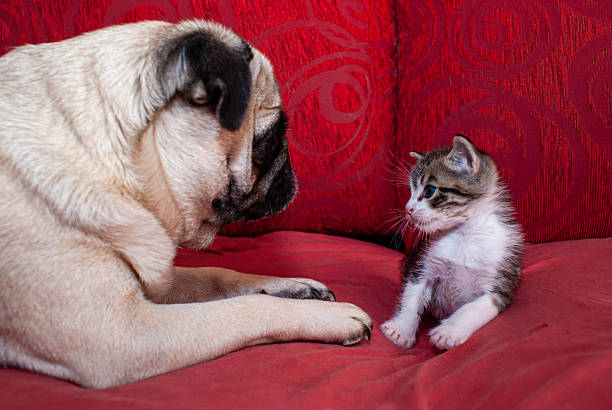 Pug dog and tabby kitten interacting on a red sofa, symbolizing friendship, companionship, and unlikely animal bonds