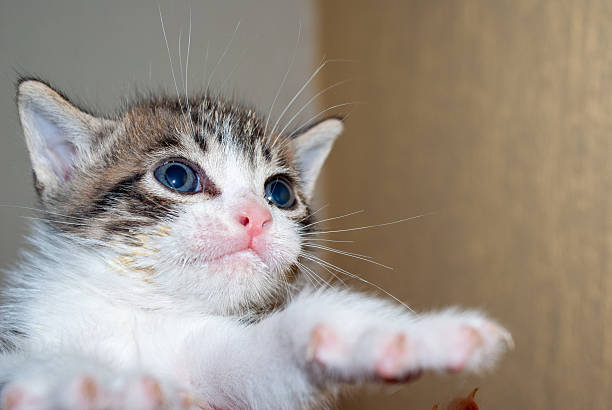 Play with lovely cats