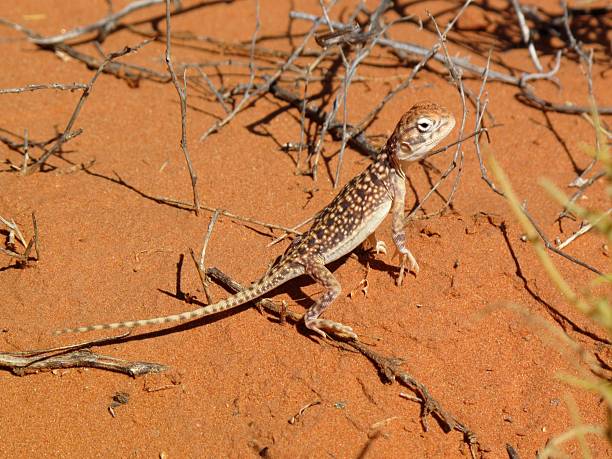 istock Small Lizard on Red Desert Sand in Western Australia 2244761537