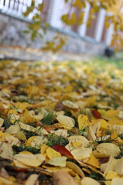 istock Autumn yellow leaves on the grass 2244761865