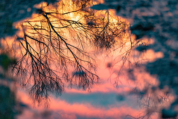 Reflection of a landscape with a forest puddle