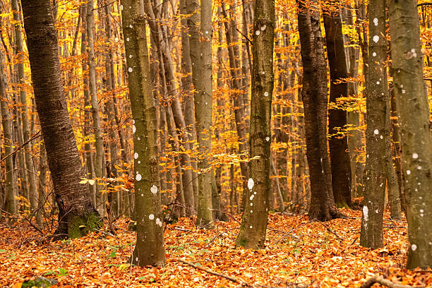 istock Autumn landscape of mountain beech forest 2244763739