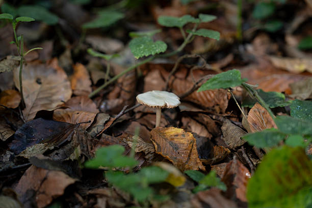 Fresh mushrooms on a branch in the forest