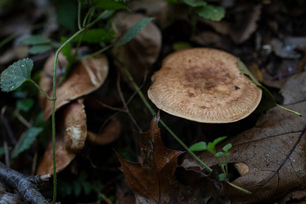 Fresh mushrooms on a branch in the forest