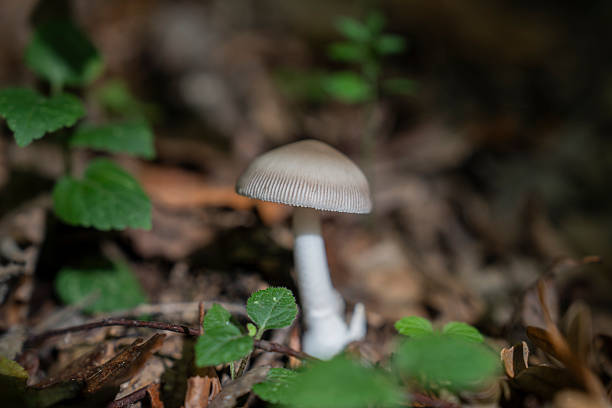 False parasol mushroom (Chlorophyllum molybdites). Called Green-spored lepiota and Vomiter also.