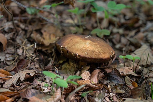 Fresh mushrooms on a branch in the forest