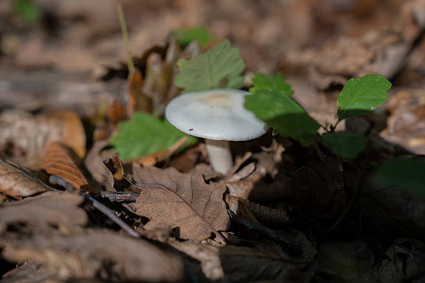 Cauliflower mushroom growing on the fallen leaves covered ground at the edge of a rural road, in the eastern Andean mountains of central Colombia, near the Iguaque natural reserve.