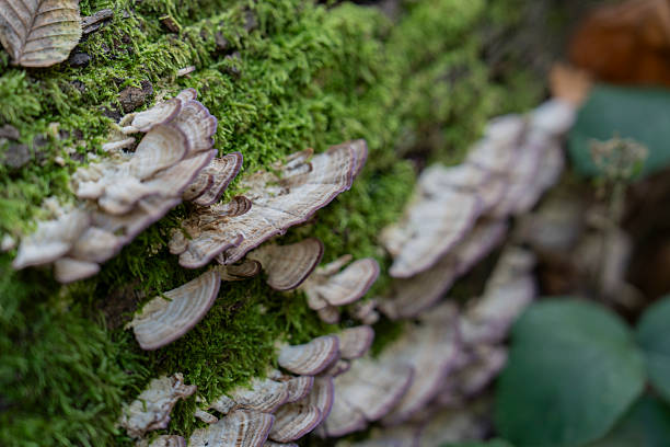 Fresh mushrooms on a branch in the forest