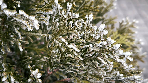 tiny branches covered with rime ice and frost close up